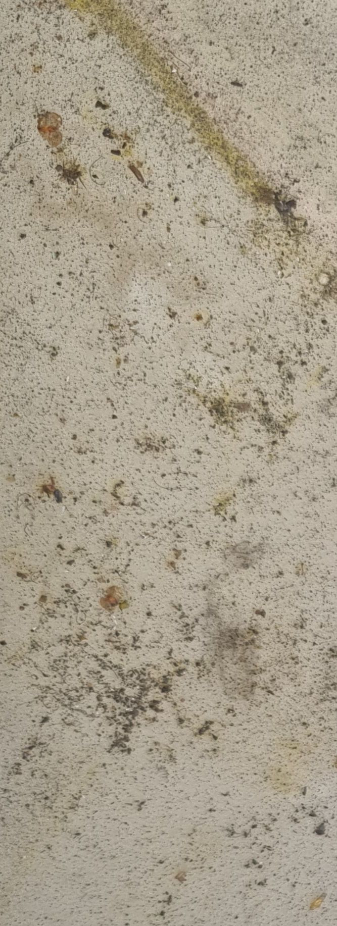 cimice del letto — Bild 1
