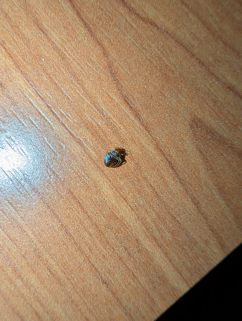 L'immagine mostra una cimice dei letti adulta seduta su una superficie di legno chiaro. L'insetto mostra il suo tipico corpo piatto, di forma ovale e marrone.