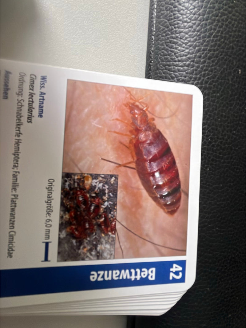 La scheda didattica illustrata mostra un primo piano di una cimice dei letti. Sotto, un'immagine più piccola mostra un gruppo di altri esemplari.