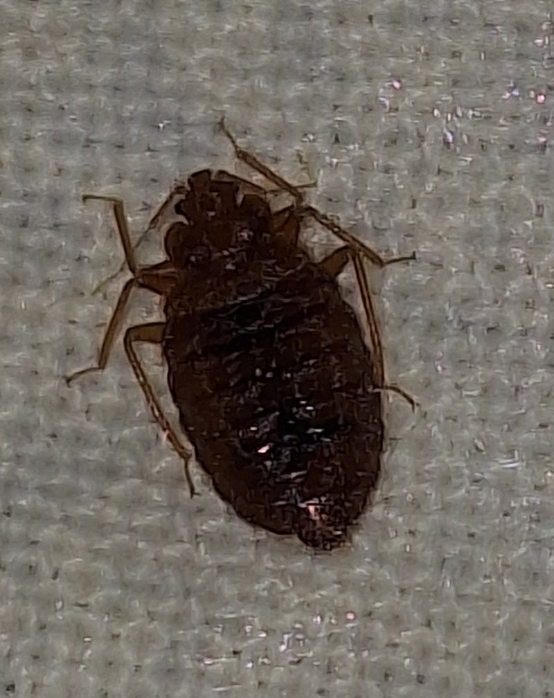 Una cimice dei letti adulta è visibile dall'alto mentre riposa su una superficie tessile chiara. L'insetto mostra la sua tipica struttura corporea piatta e o...