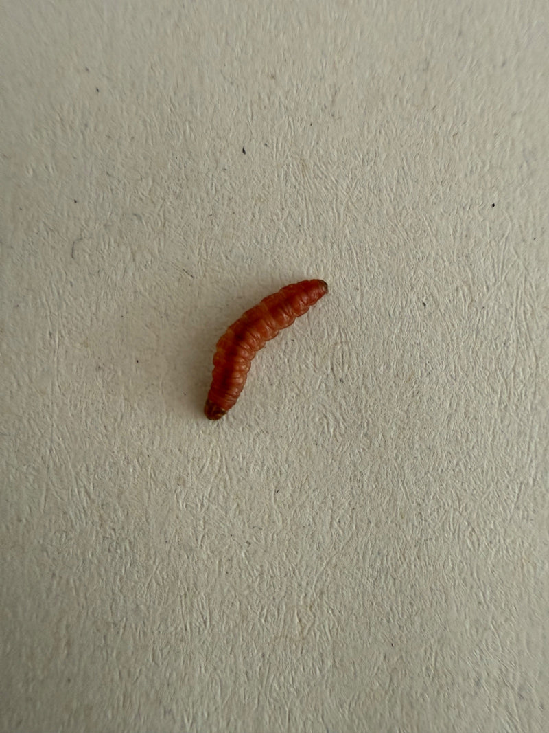 Scarabeo dell'ape — foto 1 di 1