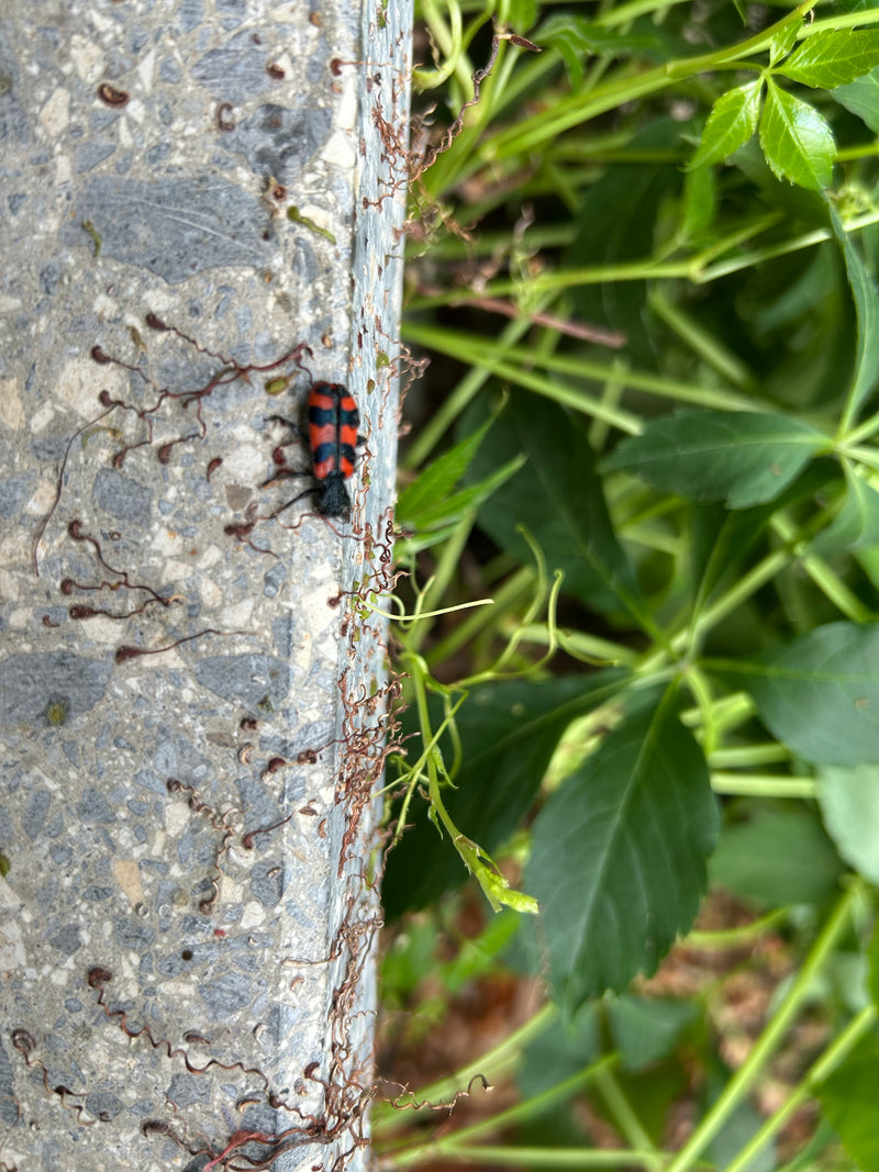 Lupo — Bild 2