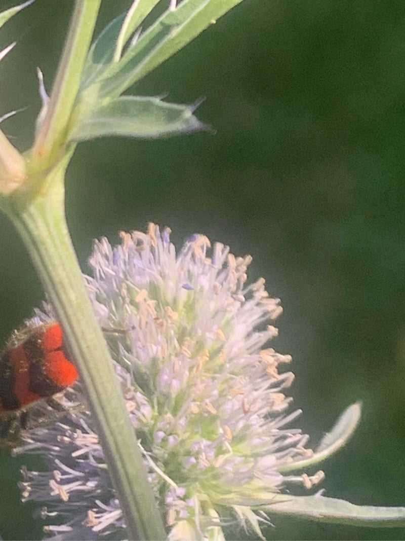 Lupo — foto 5 di 15