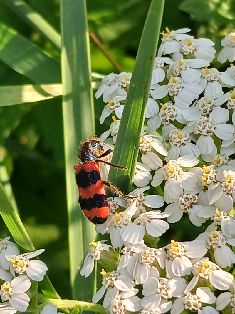 Lupo — foto 2 di 15