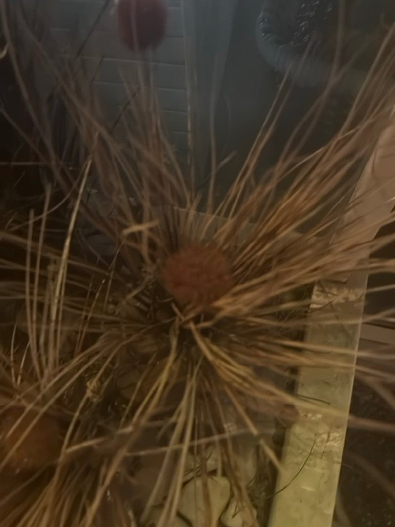 si precipita — Bild 1
