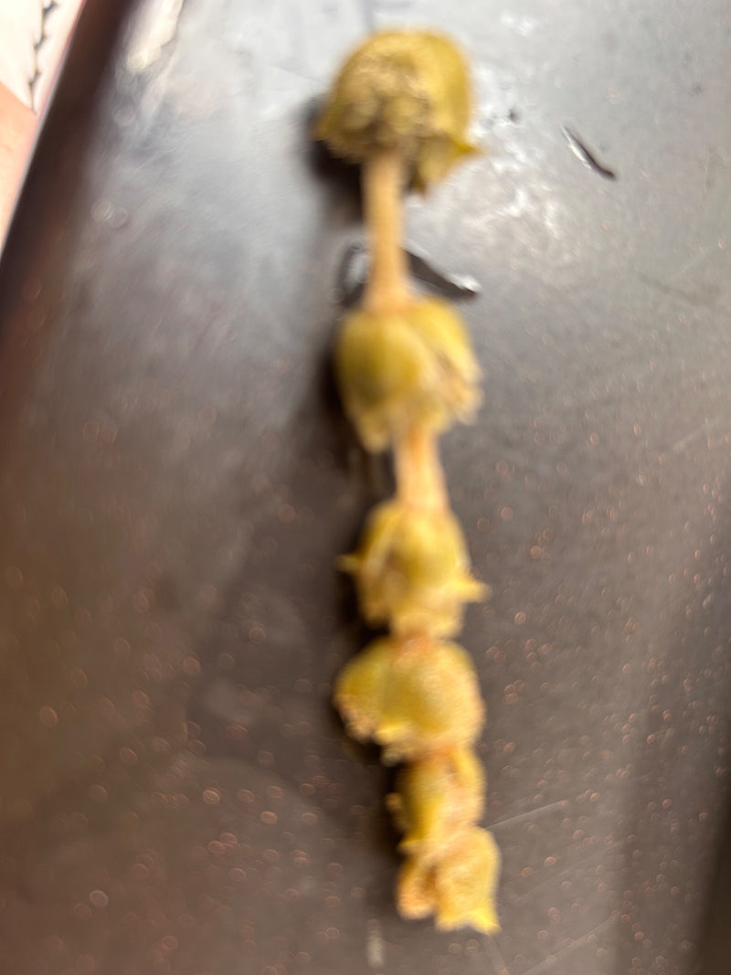 Giglio di fretta — Bild 1