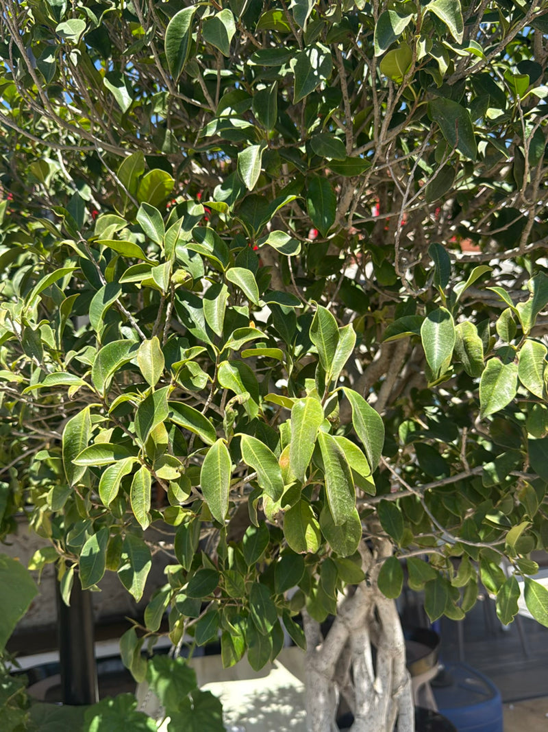 È visibile un Ficus benjamina con le sue caratteristiche foglie lucide e i rami densi. La pianta si trova all'aperto.