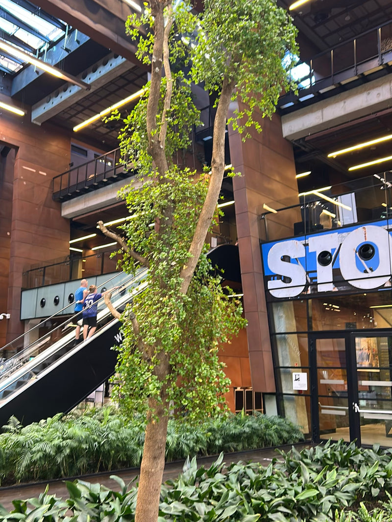 Si vede un grande ficus beniamino all'interno di un edificio moderno con una scala mobile sullo sfondo. L'albero cresce in un'aiuola interna.