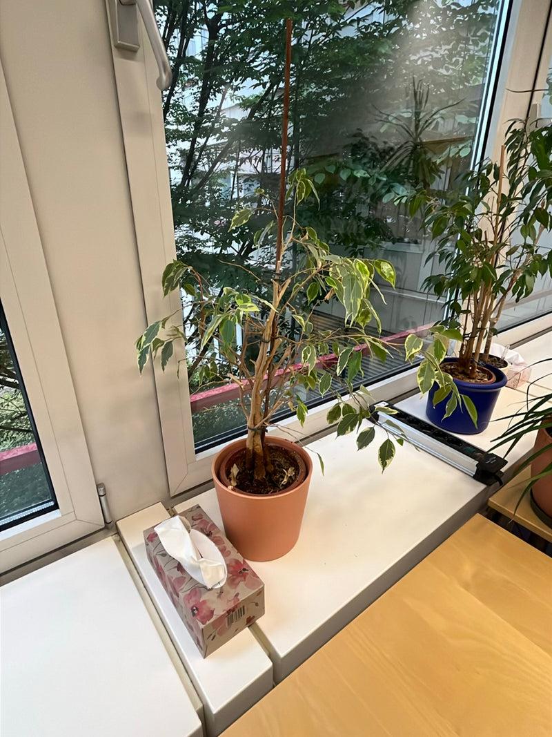 Si vede una pianta d'appartamento in vaso posizionata su un davanzale luminoso. È un ficus benjamina con le tipiche foglie verdi e bianche.