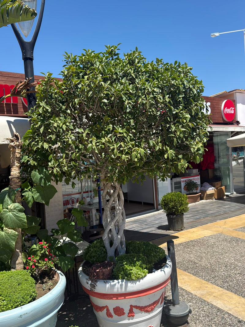 Si vede un ficus benjamin ben sviluppato con un tronco intrecciato in una grande fioriera all'aperto. La sua chioma verde forma un cespuglio denso e arrotond...