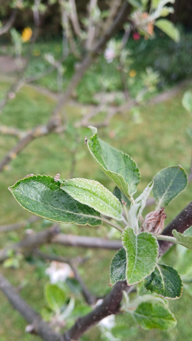 Insetto dell'erbaccia di pera — Bild 2