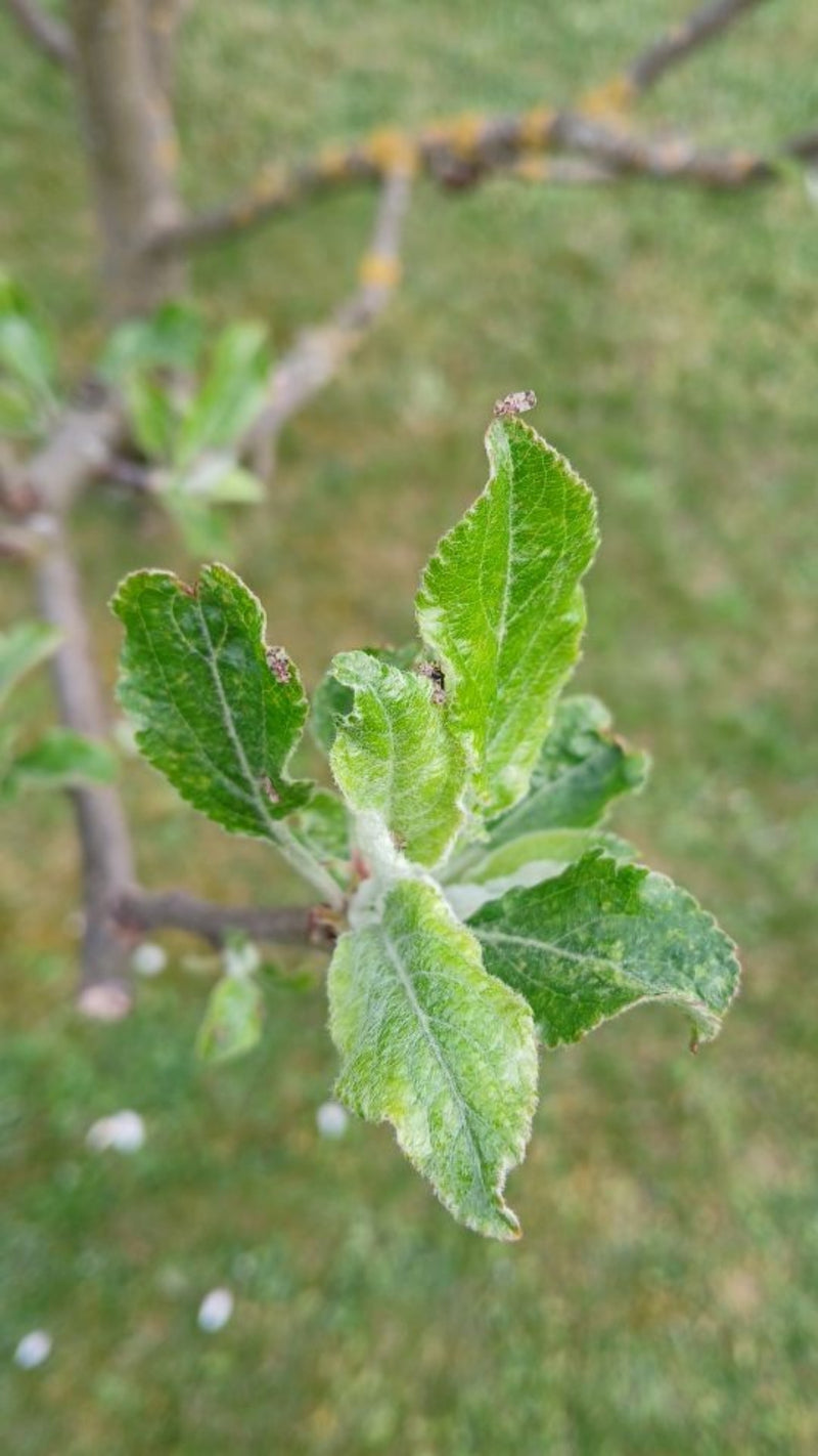 Insetto dell'erbaccia di pera — Bild 1