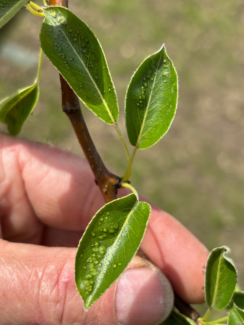 Acaro della varicella della pera — Bild 1