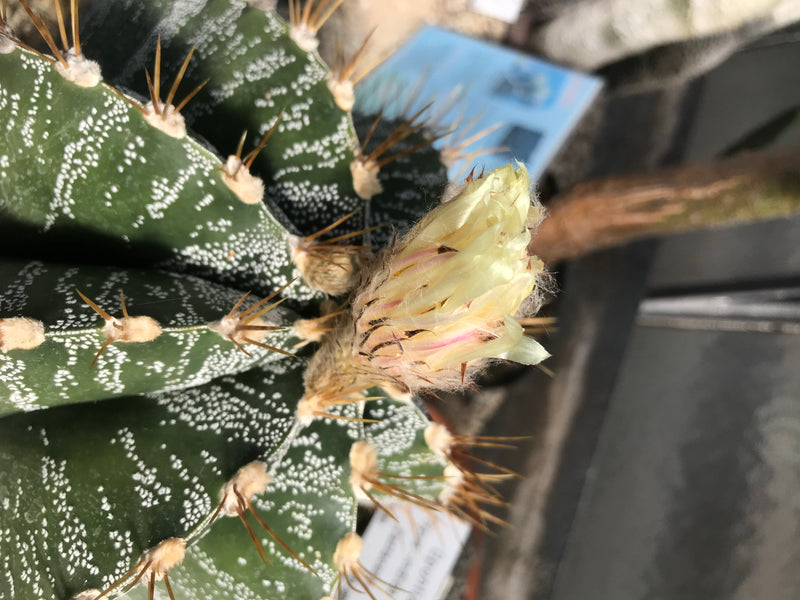 Bischofsmütze — foto 3 di 5