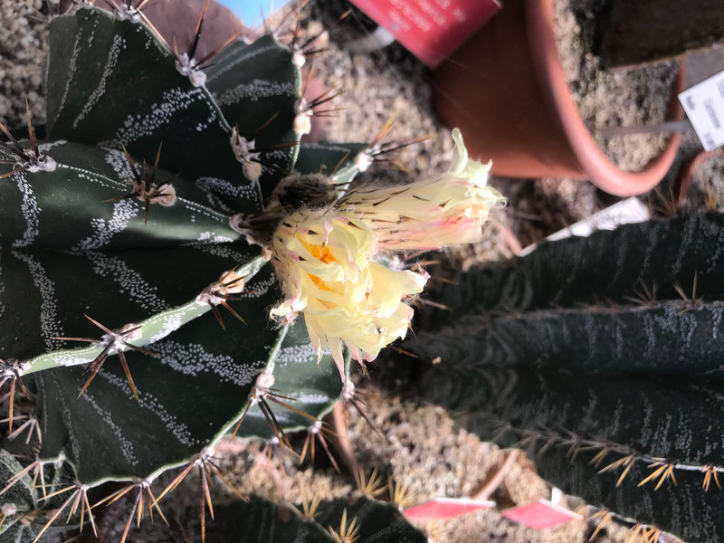 Bischofsmütze — foto 4 di 5