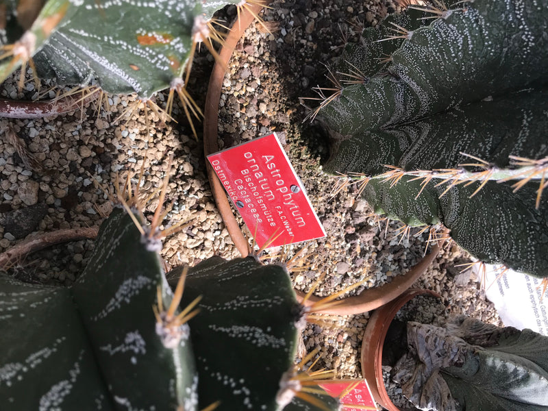 Bischofsmütze — foto 1 di 5