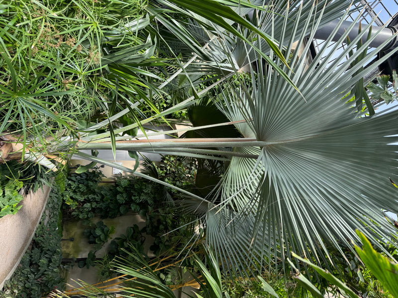 Bismarckpalme — foto 1 di 1