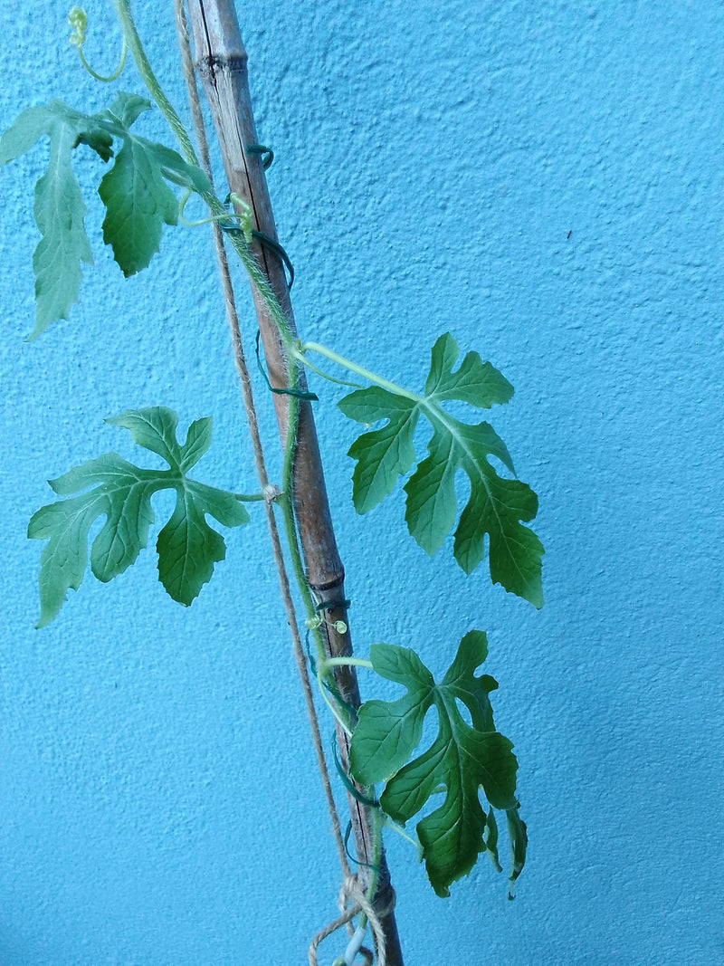 Melone amaro — Bild 1