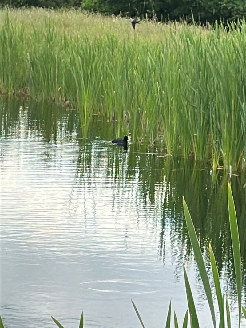 Una folaga nuota su un'acqua calma vicino a un canneto. Sfondo con erba alta della riva.