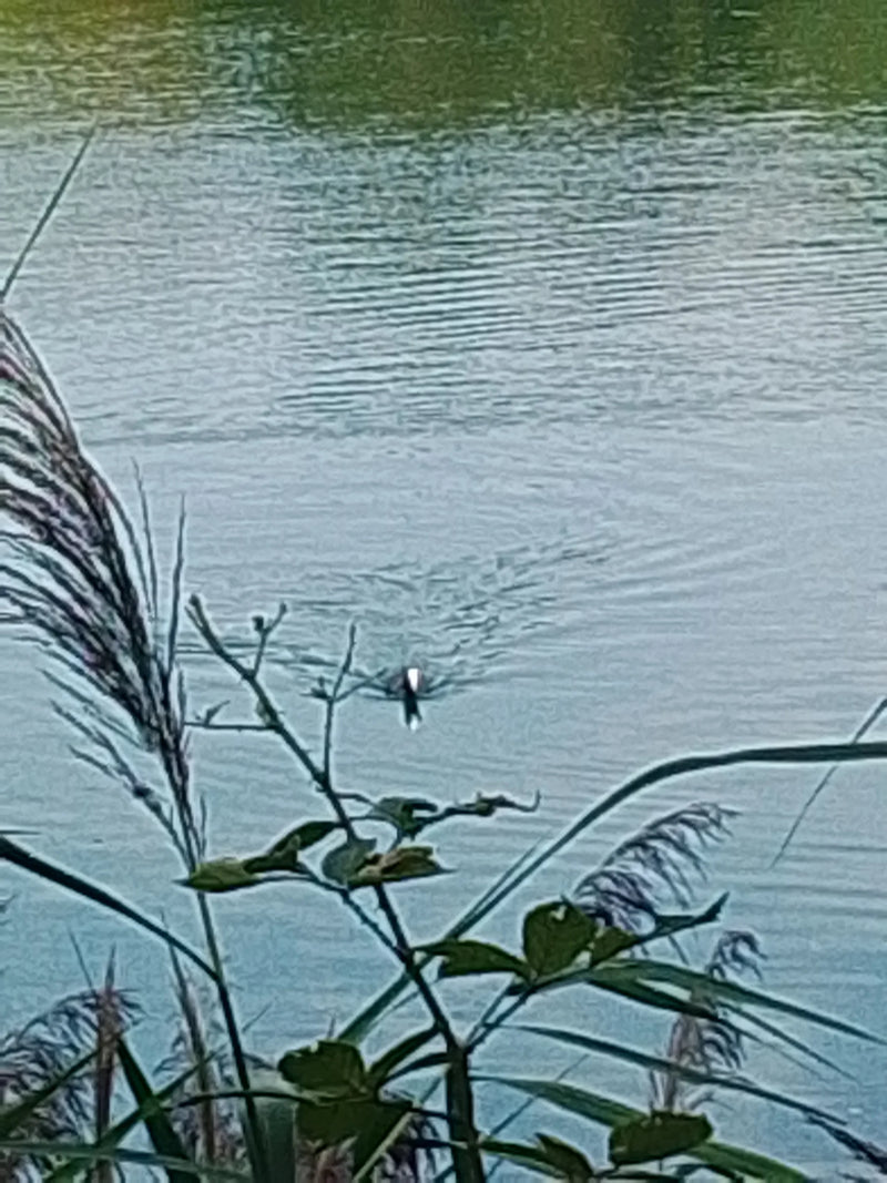 Una folaga nuota su uno specchio d'acqua lasciando una piccola scia. L'animale è visibile da grande distanza.