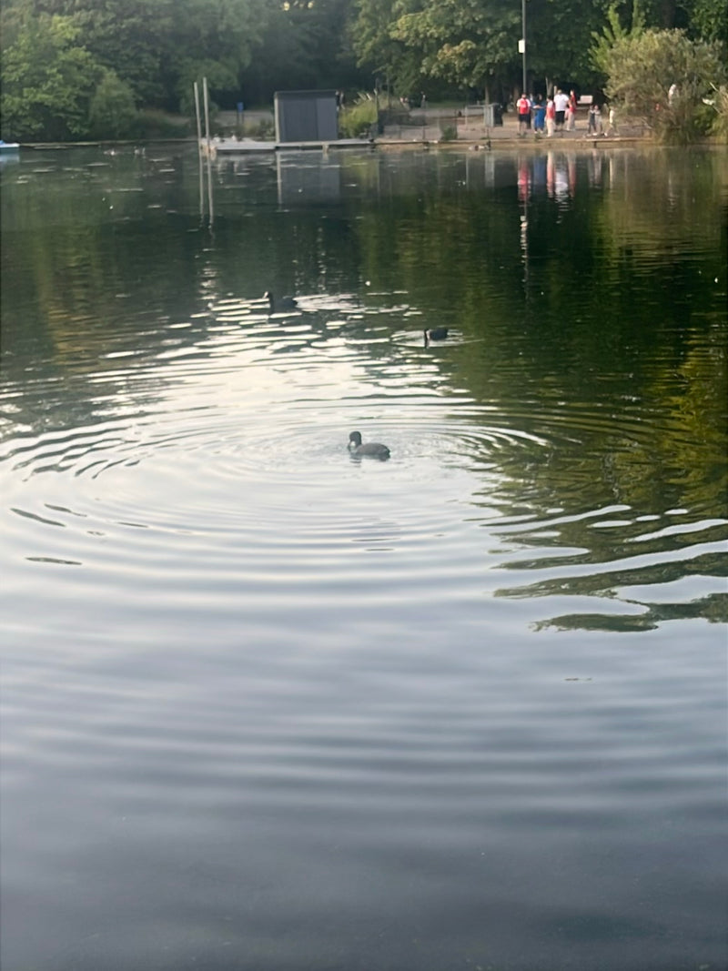 Folaga — Bild 3