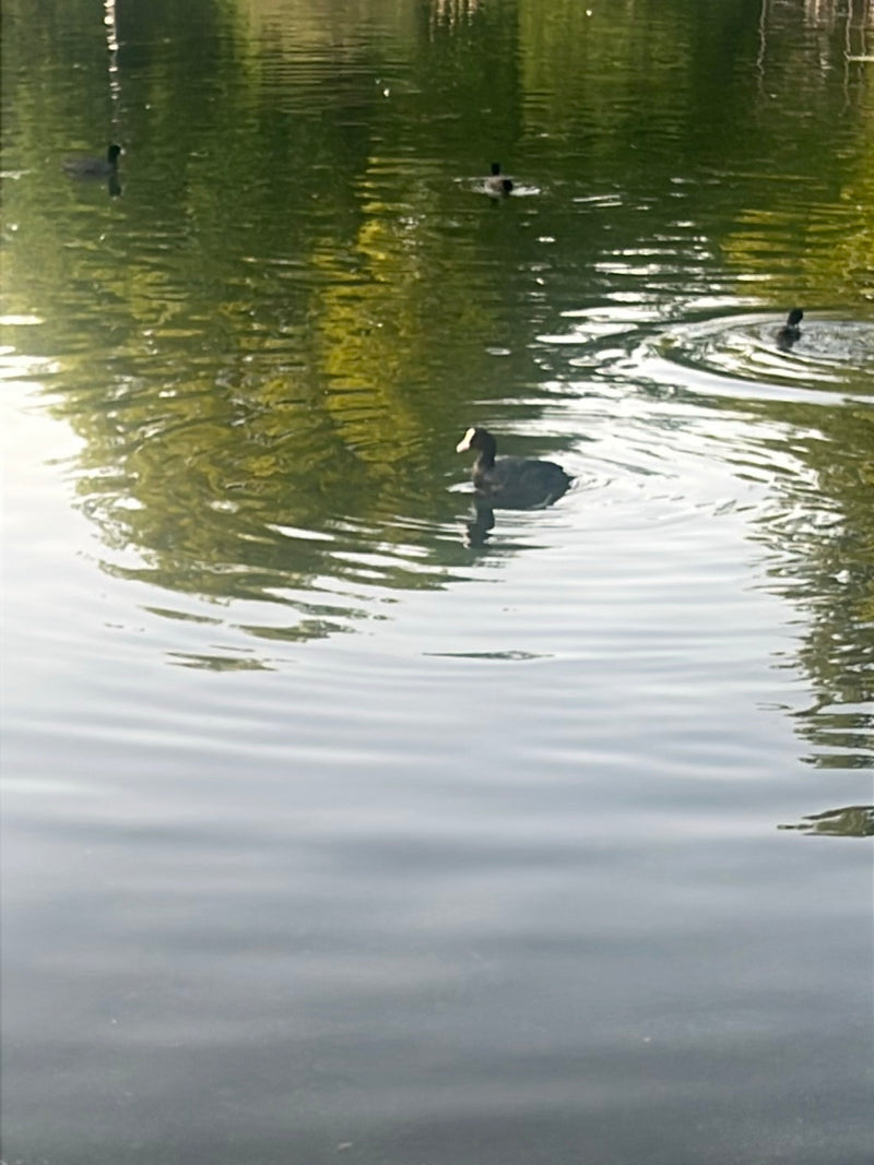 Folaga — Bild 5