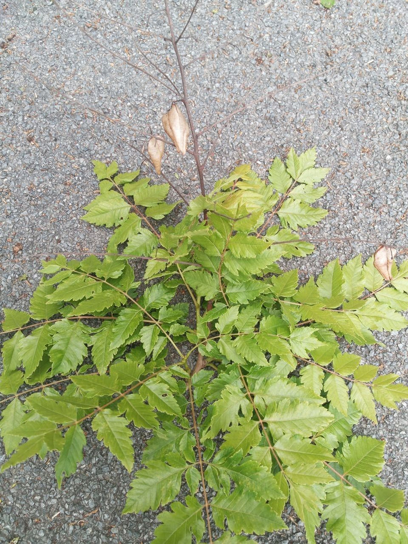 Albero delle bolle — Bild 1