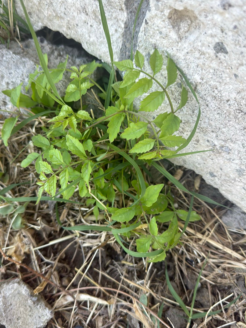 Un giovane albero dei lanternini con foglie verde chiaro cresce da uno spazio vicino a un muro di pietra. La piccola pianta è circondata da erba secca e terra.
