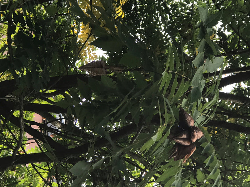È visibile la fitta chioma di un albero delle lanterne cinesi con foglie tipicamente pennate e caratteristiche frutti a capsula. Lo scatto mostra una vista d...