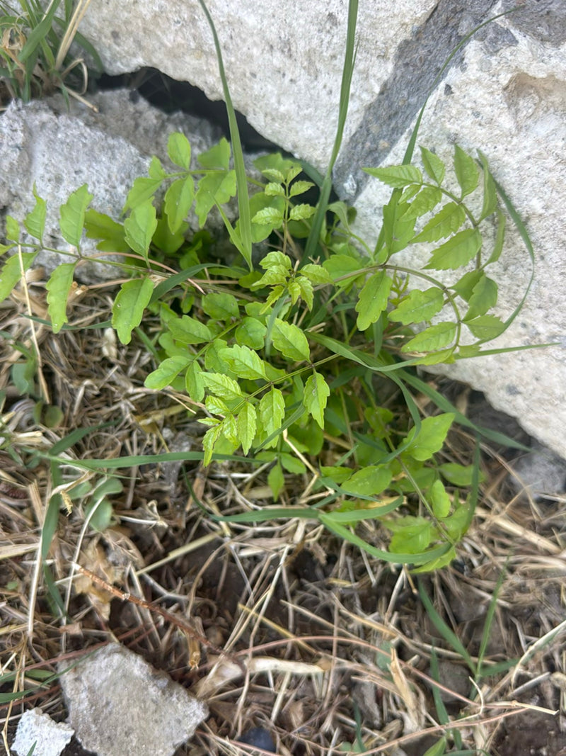 Si vede un giovane albero dei lanternini che cresce dal terreno tra pietre ed erba con le sue foglie verde chiaro.