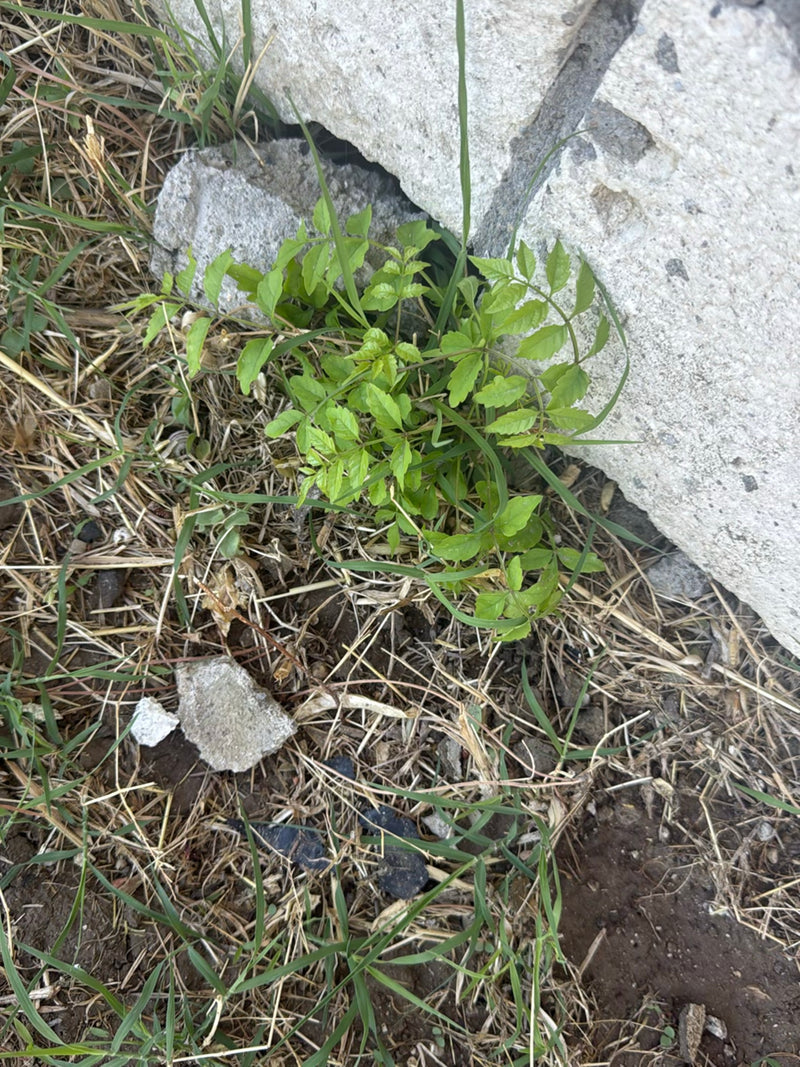 Si vede un giovane albero dei lanternini che cresce alla base di un muro di pietra. Le foglie finemente pennate sono verde chiaro e circondate da erba e pagl...