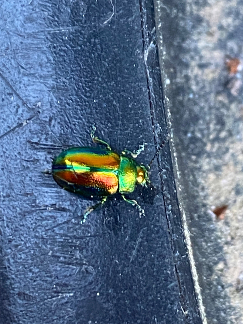 scarabeo fogliare — foto 1 di 8