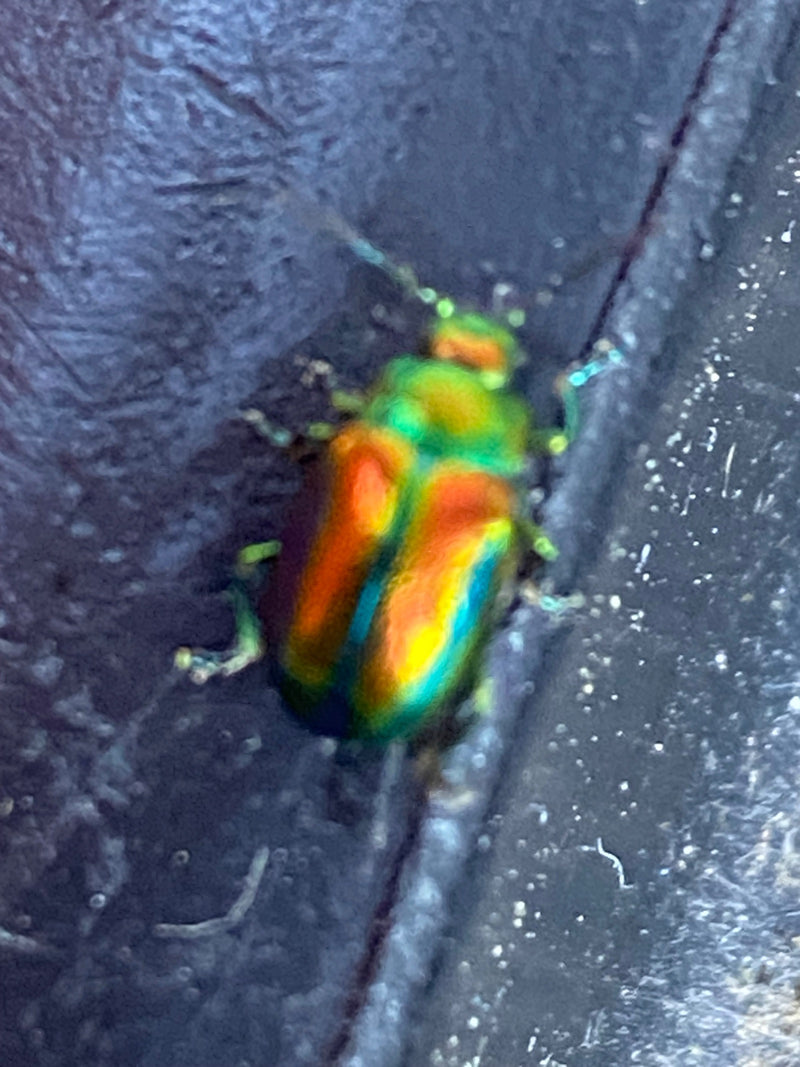 scarabeo fogliare — foto 4 di 8