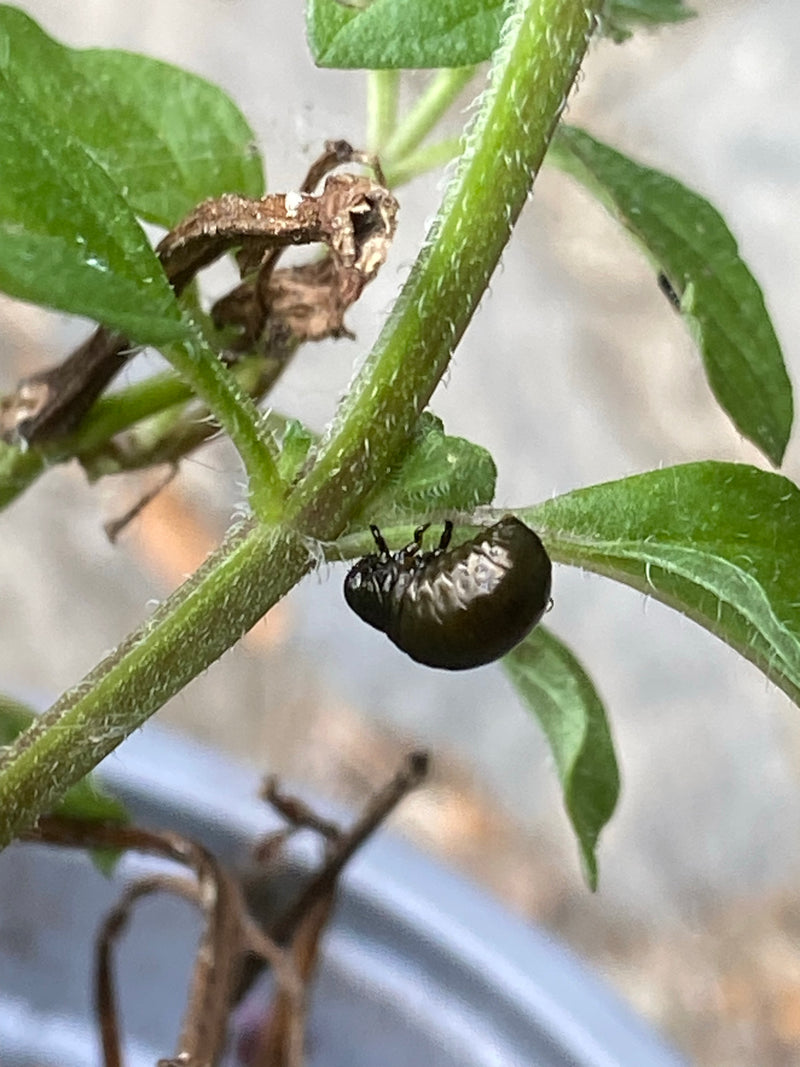 Coleotteri fogliari (genere Chrysolina) — foto 3 di 6