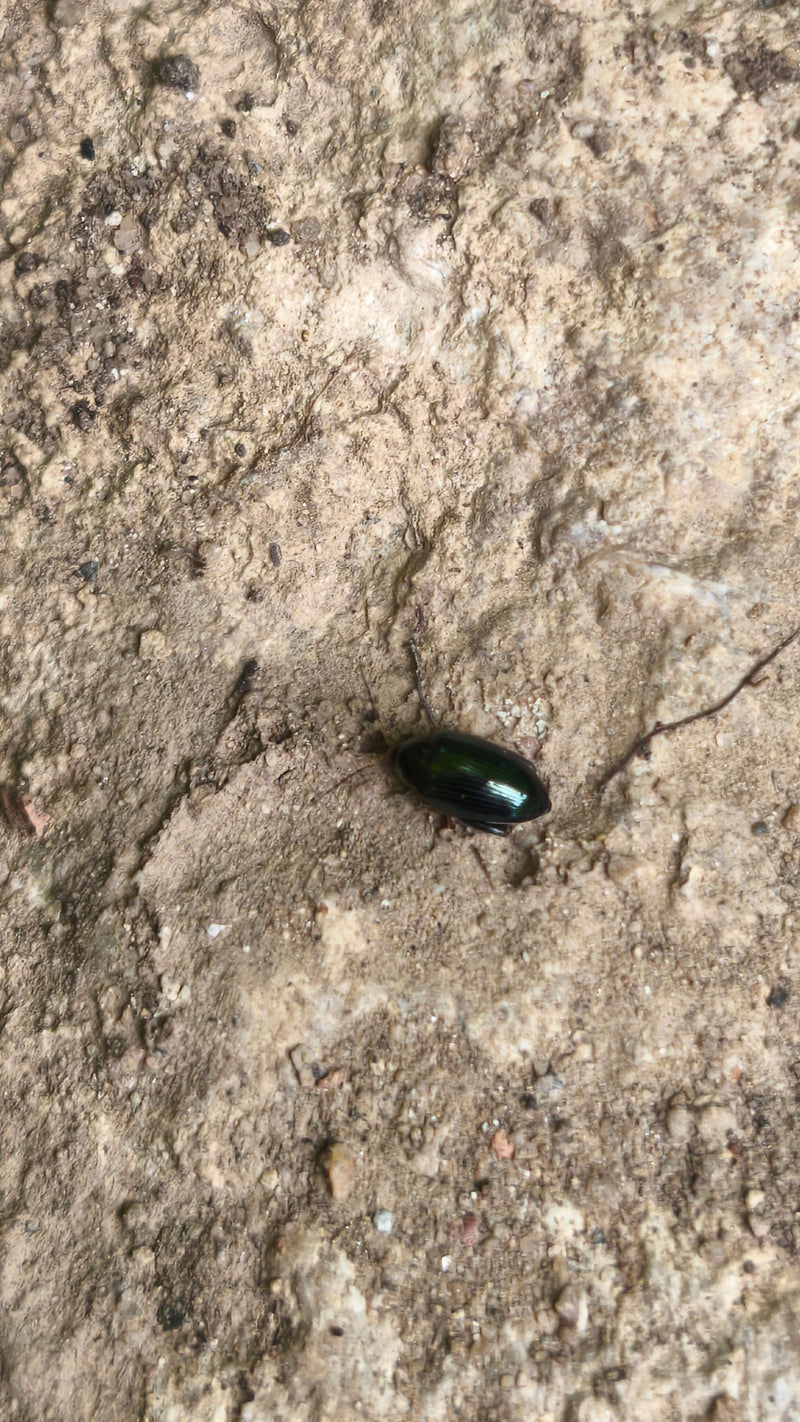 Coleotteri fogliari (genere Chrysolina) — foto 1 di 6