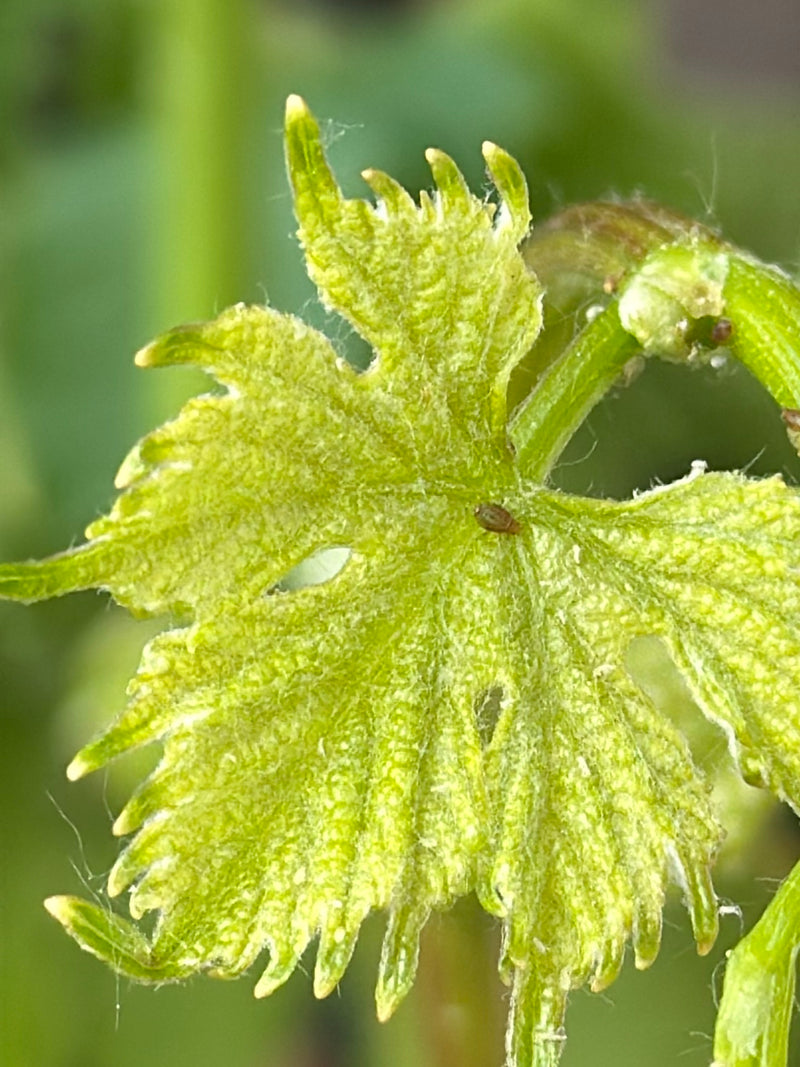 Un piccolo afide si trova sulla pagina superiore di una foglia verde. L'insetto è chiaramente visibile.