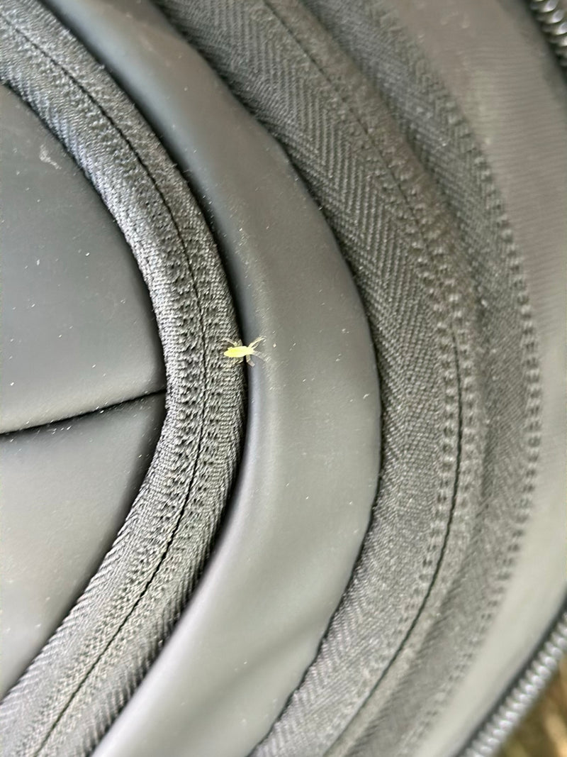 Un piccolo afide verde chiaro si trova su una superficie tessile scura con una cucitura. L'insetto è ben visibile.