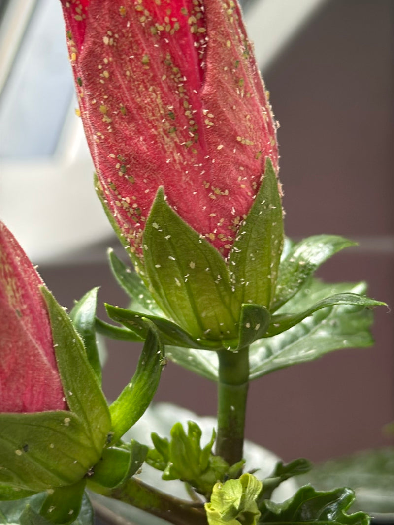 Numerosi piccoli afidi sono seduti fittamente ammassati sul bocciolo di fiore rosso e sui sepali verdi di una pianta.