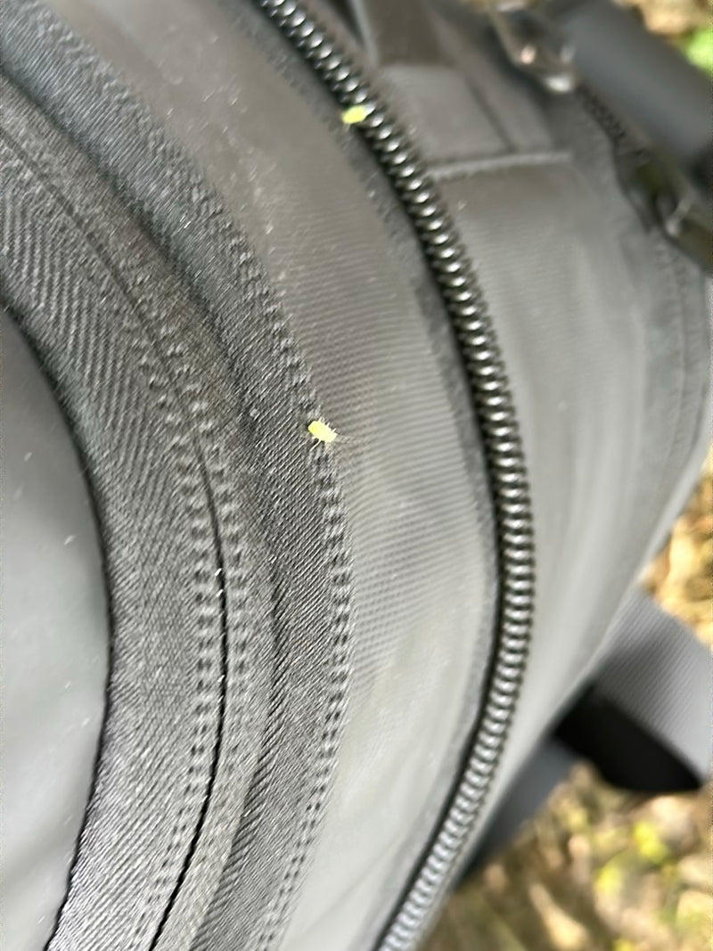 Un piccolo afide siede su un tessuto tessile scuro con una cerniera. L'insetto è minuscolo e appena riconoscibile.