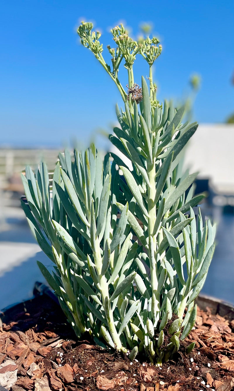 Blaue Chalksticks — foto 1 di 1