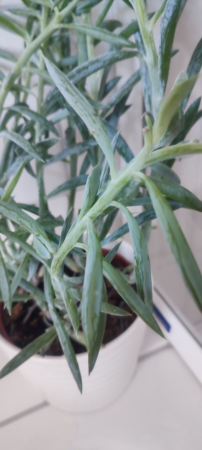 Bastoncini di gesso blu — foto 3 di 3