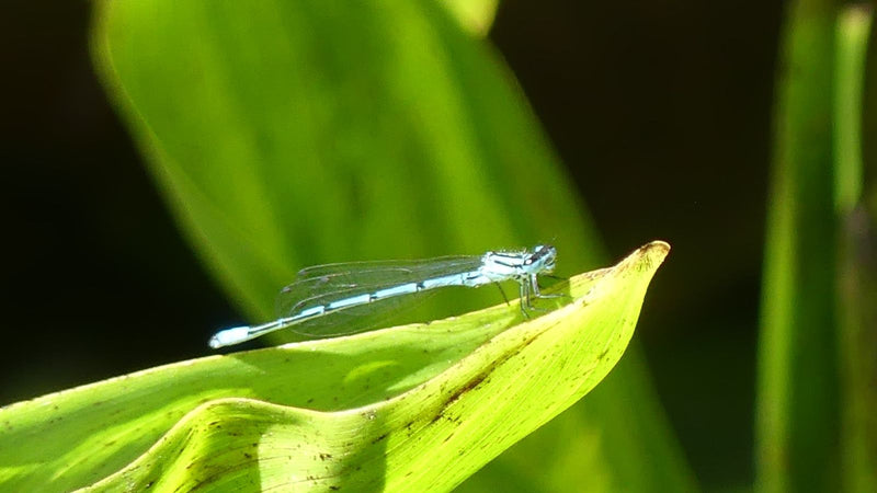 Libellula di piume blu — Bild 1