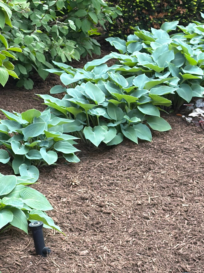 Hosta blu — Bild 1