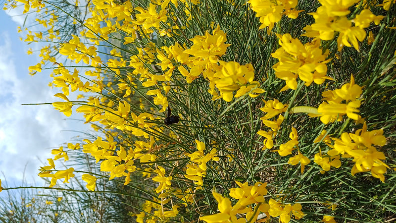 Un'ape legnaiola è posata su una pianta con numerosi fiori gialli. L'insetto si distingue chiaramente per la sua colorazione scura.