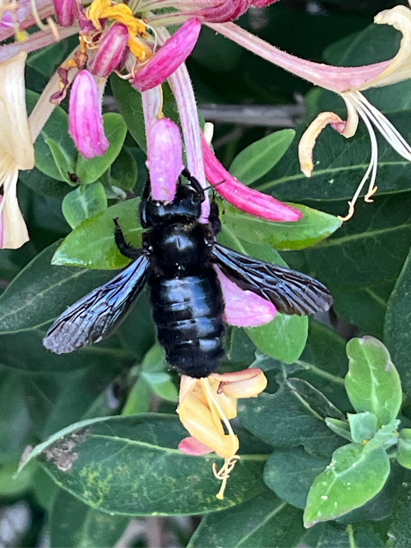 Un'ape legnaiola viola è chiaramente visibile mentre si poggia su fiori rosa e foglie verdi.