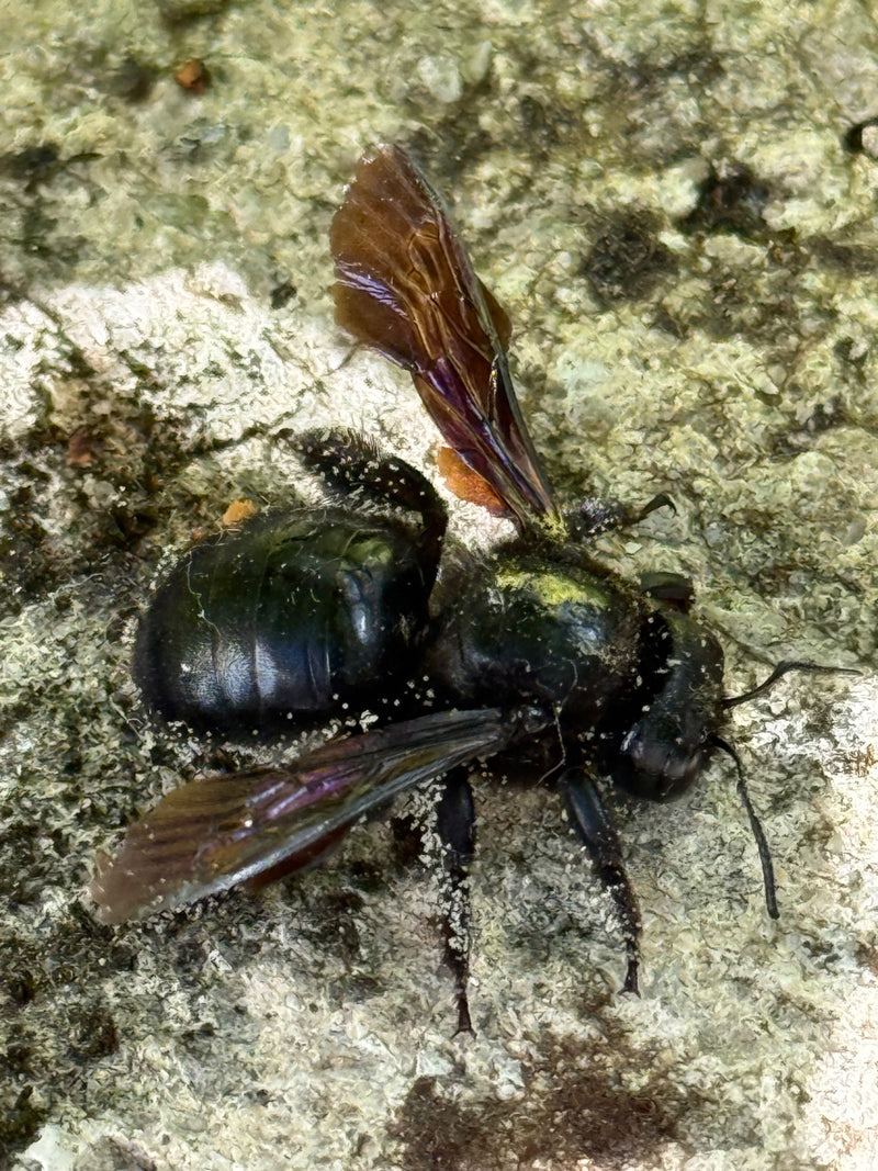 Un'ape legnaiola è posata con le ali scure e iridescenti aperte su una superficie ruvida e chiara.