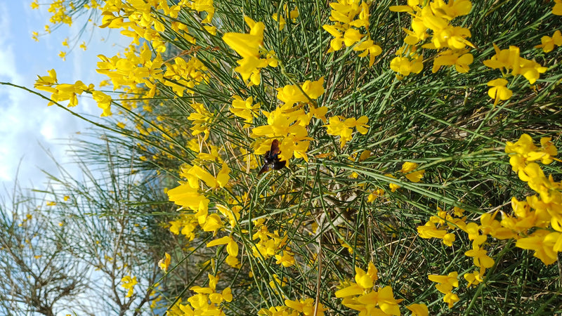 Un'ape legnaiola viola è seduta sui fiori gialli di una pianta. L'immagine mostra l'insetto dall'alto nel suo habitat naturale.