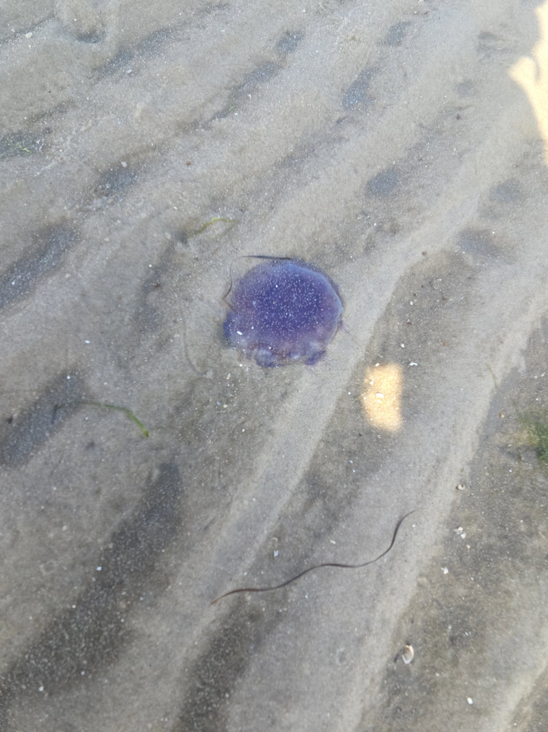 Medusa blu dell'ortica — Bild 1