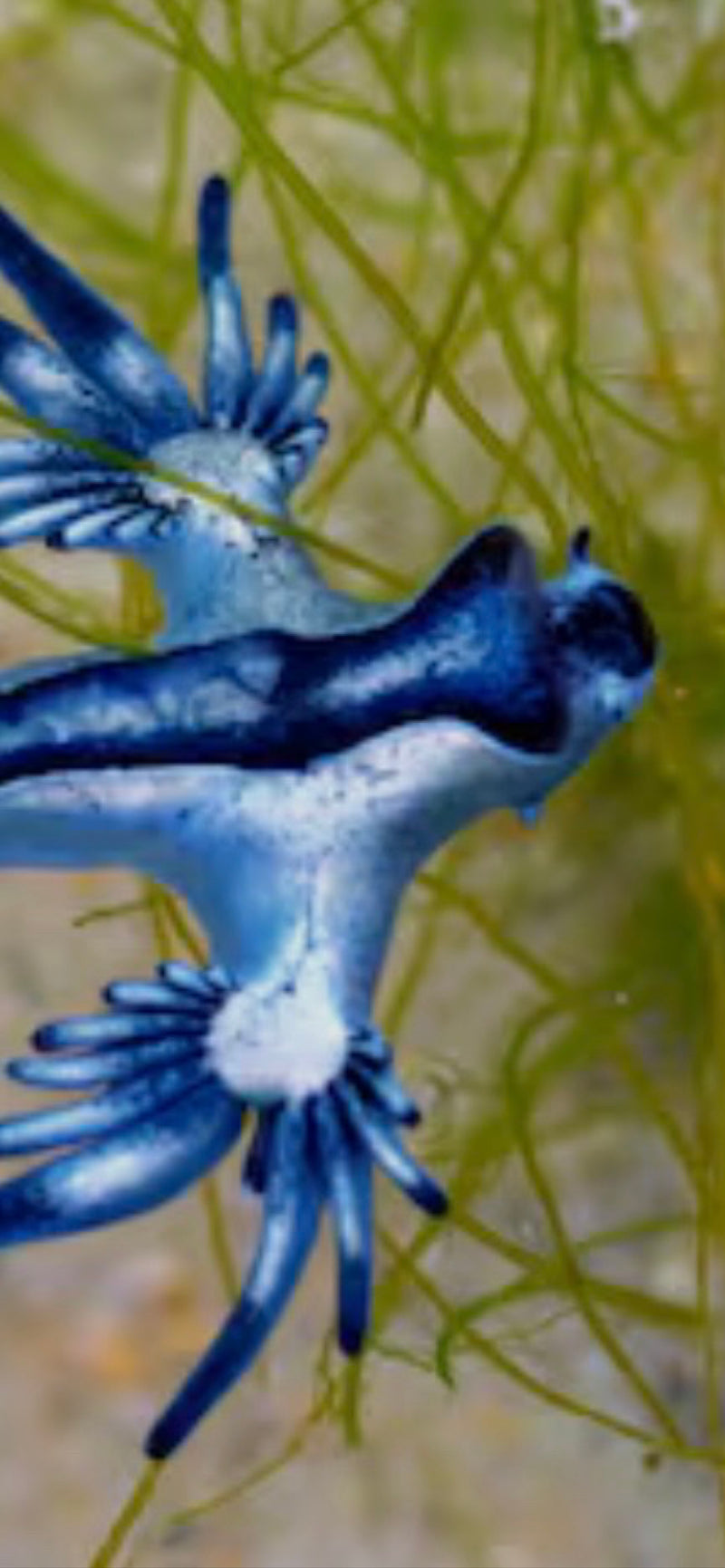 Blaue Ozeanschnecke — foto 1 di 1