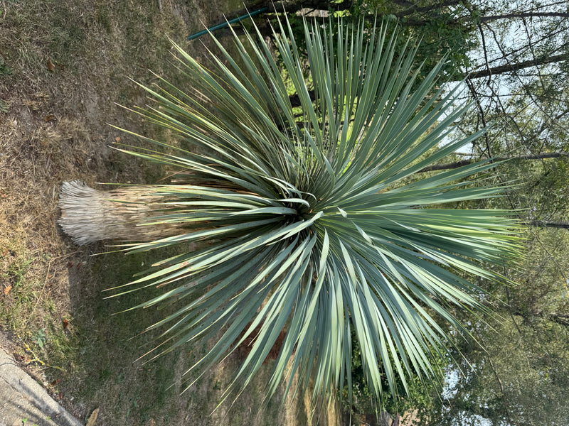 Blaue Palmlilie — foto 1 di 1